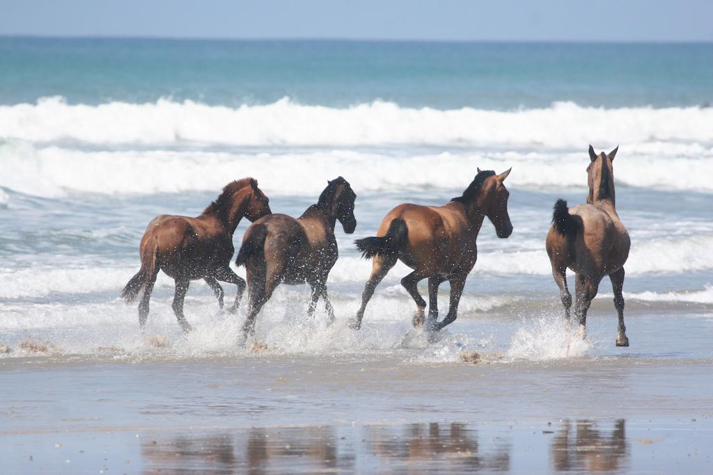 Playa Santa Teresa  Banana Beach Bungalows מראה חיצוני תמונה